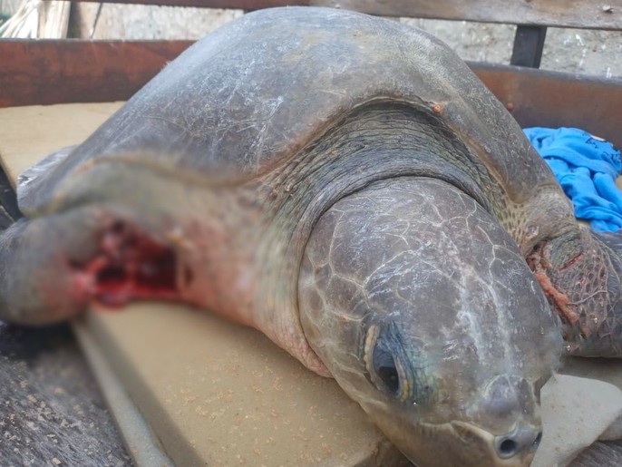 Tartarugas marinhas são encontradas mortas na praia de Pirambu por ataques de cães
