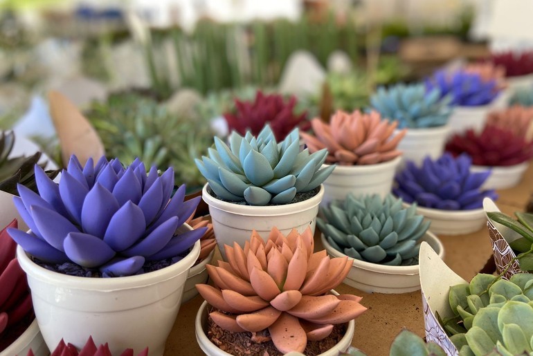 Feira de Flores de Holambra chega à Praça Fausto Cardoso em Aracaju