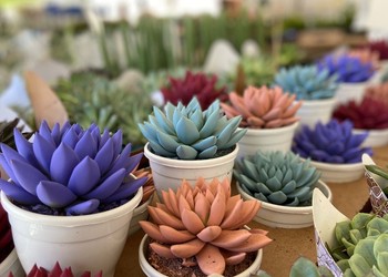 Feira de Flores de Holambra chega à Praça Fausto Cardoso em Aracaju