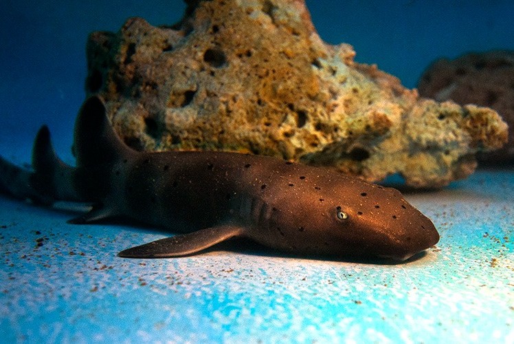 Primeiro filhote de tubarão-lixa nasce em oceanário de Sergipe