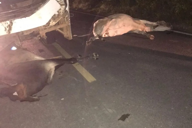 Ônibus escolar atropela quatro animais soltos na pista em Brejo Grande