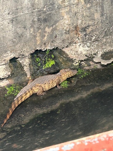VÍDEO: jacaré é visto na canal da Gonçalo Prado Rolemberg em Aracaju