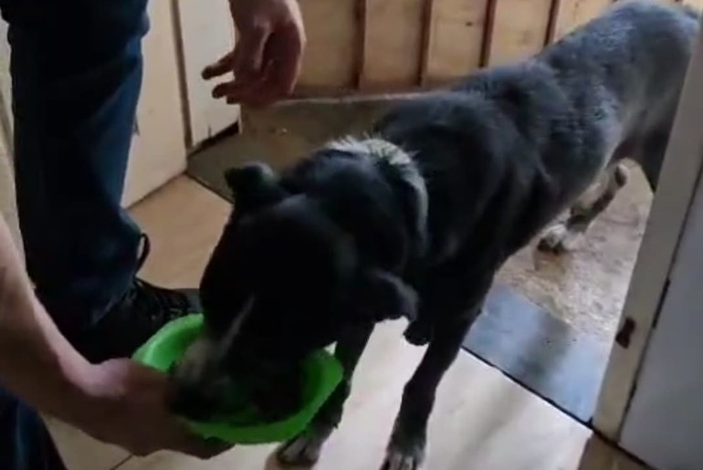 Cachorro em situação de abandono é resgatado no bairro Santa Cecília, em Socorro