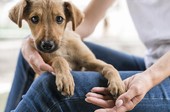 Adoção de Estimação: RioMar Shopping realiza campanha para animais em situação de vulnerabilidade