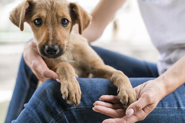 Adoção de Estimação: RioMar Shopping realiza campanha para animais em situação de vulnerabilidade