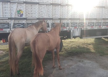 Seis cavalos soltos nas rodovias estaduais são apreendidos em quatro municípios sergipanos