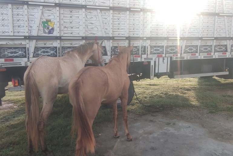 Seis cavalos soltos nas rodovias estaduais são apreendidos em quatro municípios sergipanos