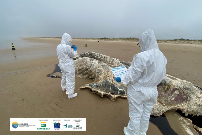 Carcaça de baleia-jubarte de 12 metros é localizada na Praia da Caueira, litoral sul de Sergipe