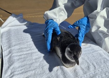 VÍDEO: Pinguim é encontrado e resgatado no litoral de Pirambu