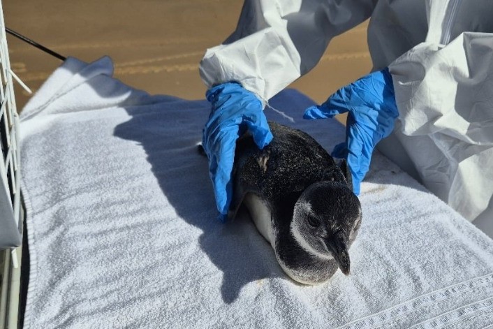 VÍDEO: Pinguim é encontrado e resgatado no litoral de Pirambu