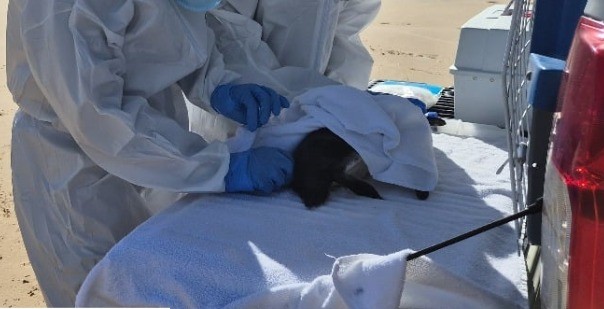 Dois pinguins são encontrados mortos em praias de Sergipe