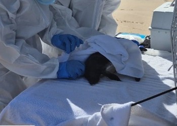 Dois pinguins são encontrados mortos em praias de Sergipe