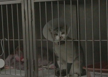 Animais vítimas de maus-tratos terão atendimento especializado em Sergipe