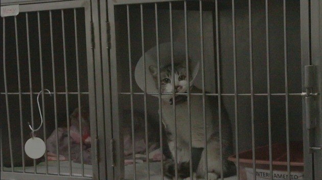 Animais vítimas de maus-tratos terão atendimento especializado em Sergipe