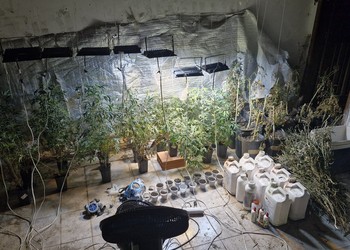 Polícia apreende 30 pés de maconha em estufa no bairro São José, em Aracaju