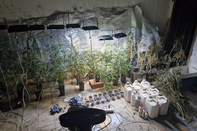 Polícia apreende 30 pés de maconha em estufa no bairro São José, em Aracaju