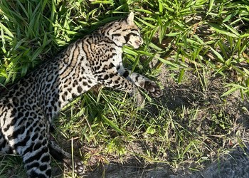 Onça jaguatirica é encontrada morta às margens da BR-101 em Estância