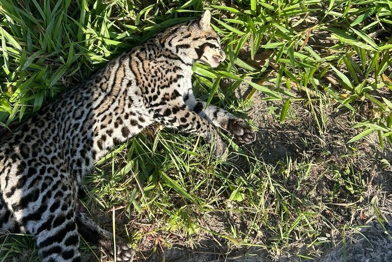 Onça jaguatirica é encontrada morta às margens da BR-101 em Estância