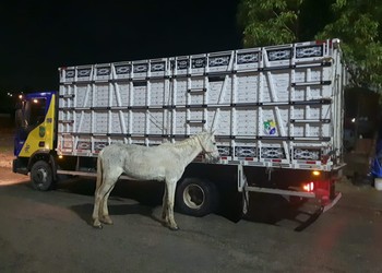Polícia recolhe quatro cavalos soltos na saída de Aracaju durante a madrugada