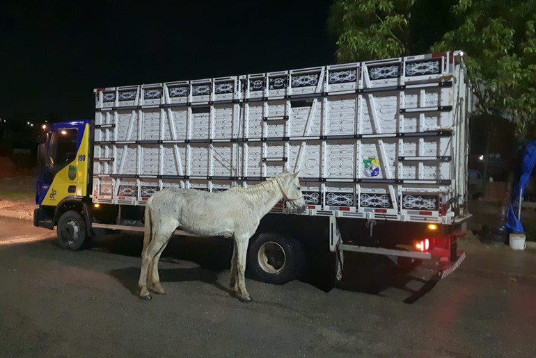 Polícia recolhe quatro cavalos soltos na saída de Aracaju durante a madrugada