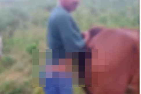 Suspeito de praticar zoofilia com um cavalo em Nossa Senhora das Dores é solto