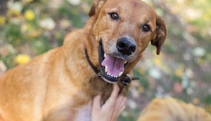 Alerta de fofura: RioMar Aracaju promove o primeiro encontro de cães Caramelo