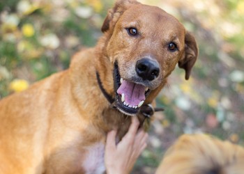 Alerta de fofura: RioMar Aracaju promove o primeiro encontro de cães Caramelo