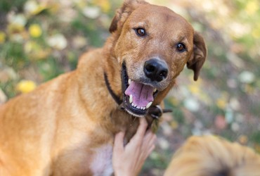 Alerta de fofura: RioMar Aracaju promove o primeiro encontro de cães Caramelo
