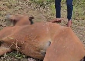 VÍDEO: Cavalo é encontrado morto com sinais de pauladas e facadas em São Cristóvão