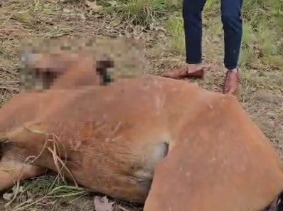 VÍDEO: Cavalo é encontrado morto com sinais de pauladas e facadas em São Cristóvão