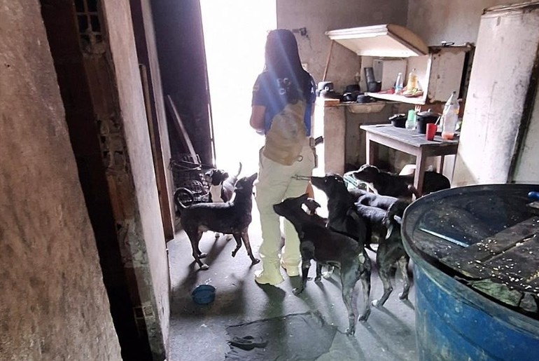 Homem é preso por maus-tratos contra 26 cães em Cristinápolis