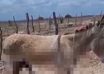 Polícia investiga maus-tratos contra animais mutilados em Poço Redondo
