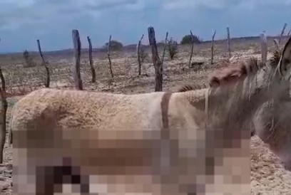 Polícia investiga maus-tratos contra animais mutilados em Poço Redondo