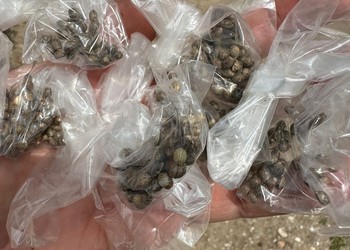Homem é preso em flagrante por cultivar maconha no quintal de casa em Macambira
