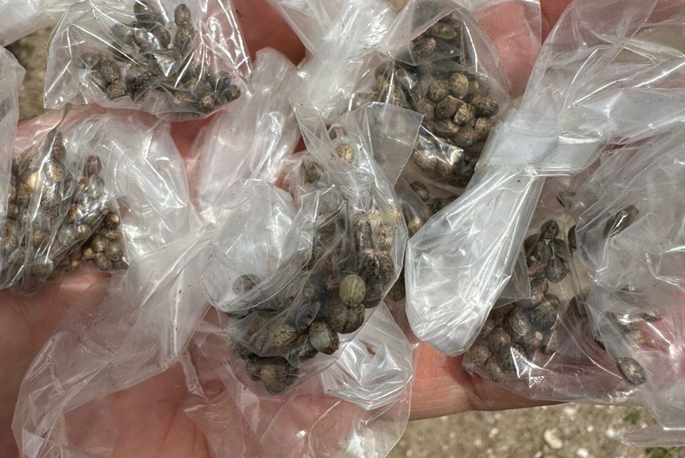 Homem é preso em flagrante por cultivar maconha no quintal de casa em Macambira