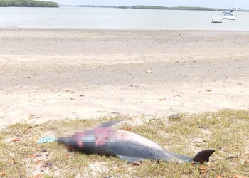 Golfinho é encontrado morto às margens do Rio Vaza-Barris em Sergipe