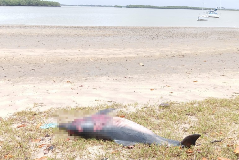 Golfinho é encontrado morto às margens do Rio Vaza-Barris em Sergipe