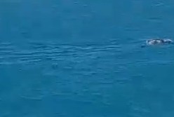 Corpo é encontrado boiando em águas sergipanas