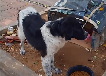 Cão abandonado e amarrado em árvore é resgatado em Aracaju