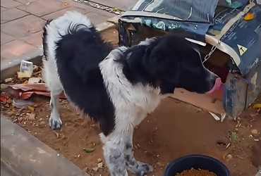 Cão abandonado e amarrado em árvore é resgatado em Aracaju