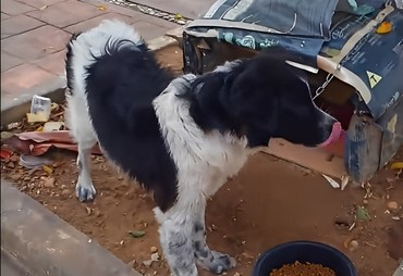 Cão abandonado e amarrado em árvore é resgatado em Aracaju
