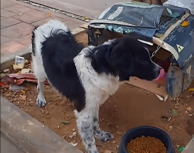 Cão abandonado e amarrado em árvore é resgatado em Aracaju
