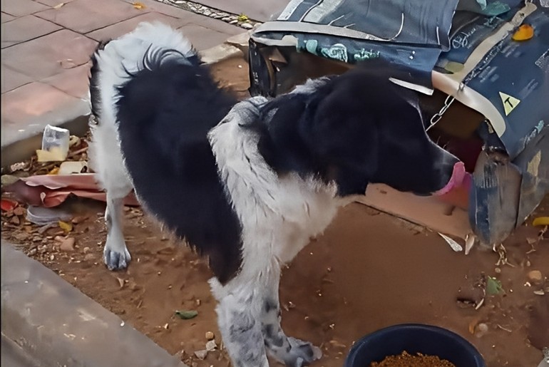 Cão abandonado e amarrado em árvore é resgatado em Aracaju