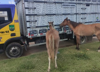 Seis cavalos são apreendidos em rodovias estaduais durante operação do BPRv
