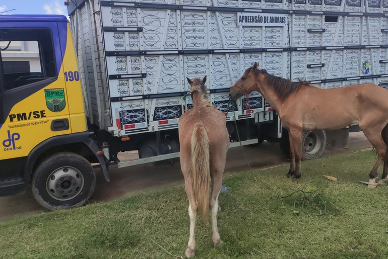 Seis cavalos são apreendidos em rodovias estaduais durante operação do BPRv