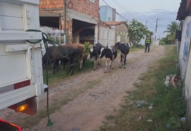 7 animais soltos em rodovias estaduais são registrados no feriado prolongado da Consciência Negra