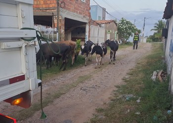 7 animais soltos em rodovias estaduais são registrados no feriado prolongado da Consciência Negra