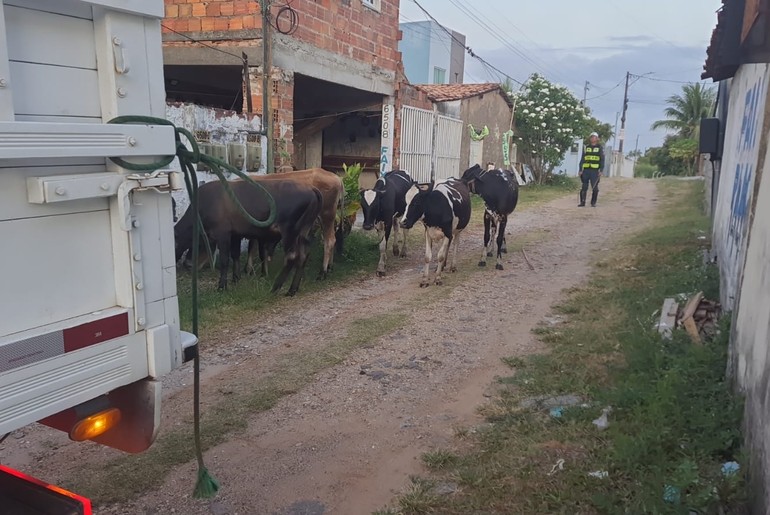 7 animais soltos em rodovias estaduais são registrados no feriado prolongado da Consciência Negra