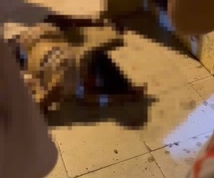 Ciclista morre após ser atropelada por carro que fugiu sem prestar socorro em São Domingos