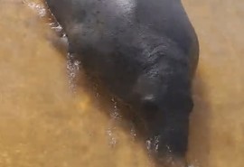 Peixe-boi-marinho é visto em comunidades do Baixo São Francisco